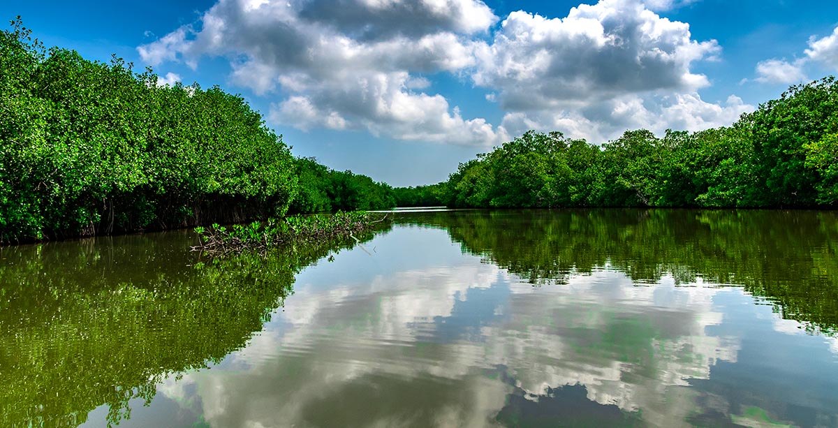 Mangroves near Cartagena